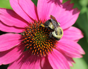 Cover photo for Happy National Pollinator Week!