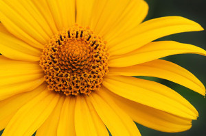 Native oxeye daisy