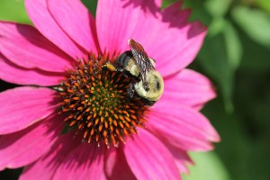 Bumble bee on coneflower