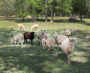 Sheep at Bonlee Grown Farm