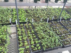 Plant seedlings
