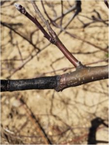 Cover photo for Apple Disease Update: Preseason and Green Tip