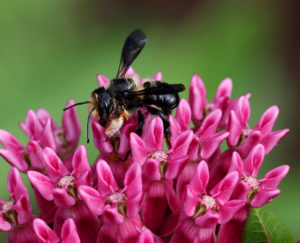 Carpenter-mimic leafcutter bee on purple milkweed in late May.