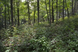 hardwood forest