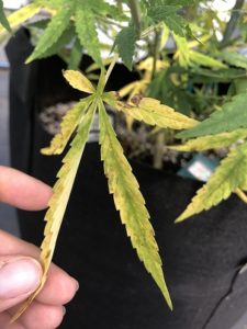 salt injured hemp leaf