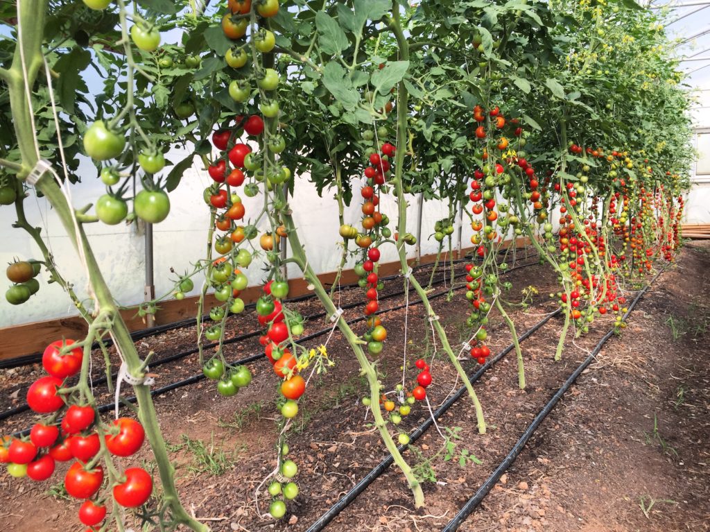 tomato fruit hanging on staked vines
