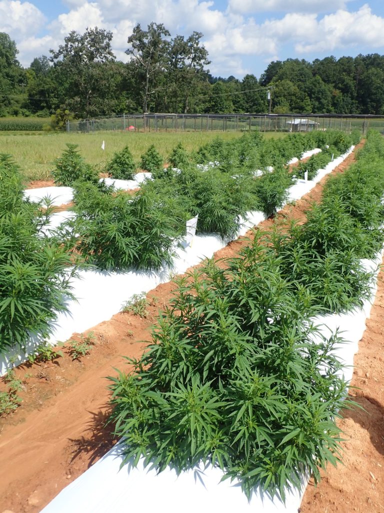 hemp plants