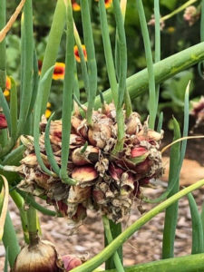 walking onions