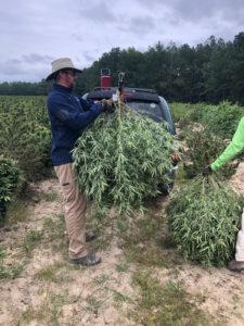 Man holding a hemp plant that was just harvested in the field