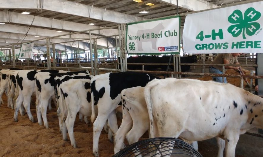 Dairy calves at fair