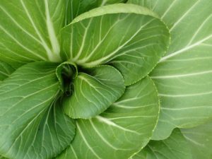 Cover photo for Online Training for Small Farmers on Cleaning / Sanitizing at Direct Markets
