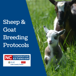 Sheep & Goat Breeding Protocols - Featured