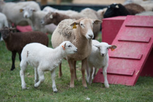 Cover photo for Sheep and Goat Breeding Protocols