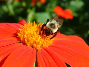 Cover photo for Join the Virtual Pollinator Field Day on June 22