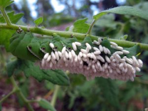 Cover photo for Hooray for Beneficial Bugs in the Veggie Garden!