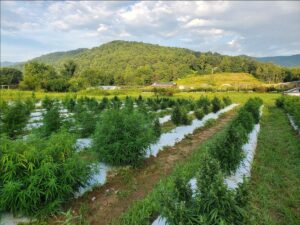 Cover photo for WNC Hemp Growers Meeting-Feb. 17, 2021