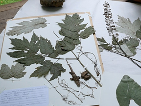 Cover photo for WNC Medicinal Herb Growers - The Art and Science of Plant Vouchers