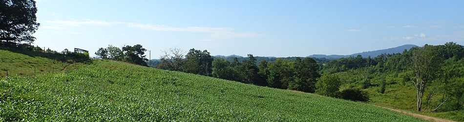 NC rolling green land with blue sky