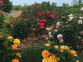 Roses in the Learning Garden