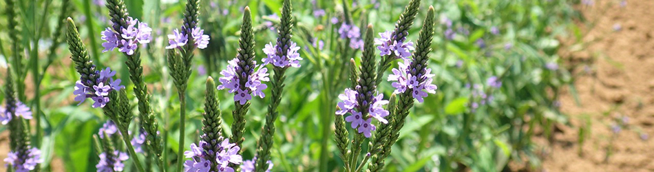 A field of purple Vervain