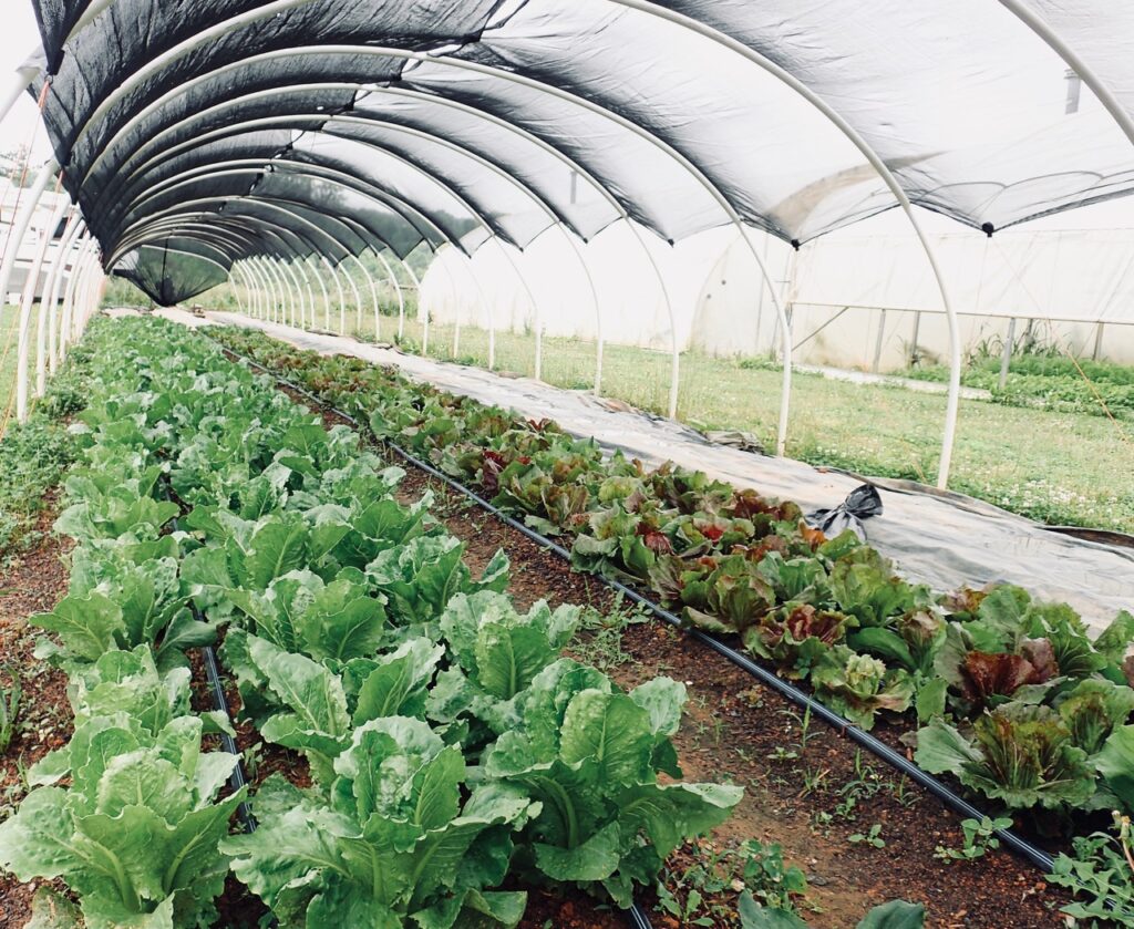 Vegetable rows under a shade structure