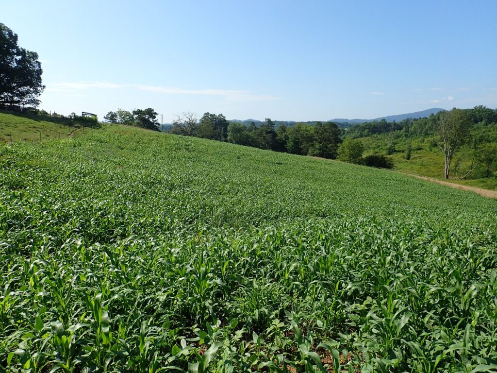 Why Control Weeds In Pastures And Hayfields Nc Cooperative Extension 3666