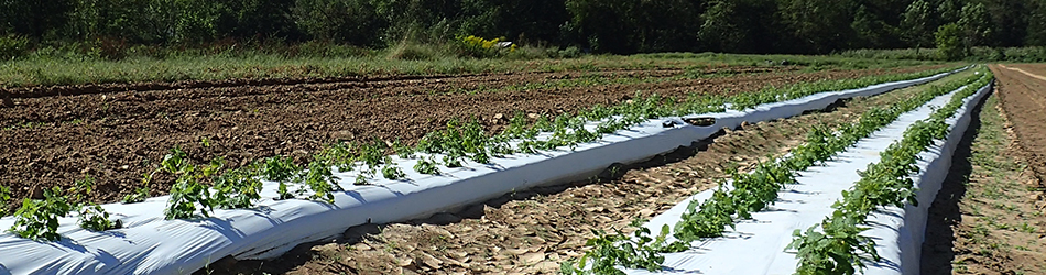 Plasticulture laid out in a field