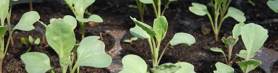 Seedling cabbage