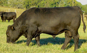 Large black bull