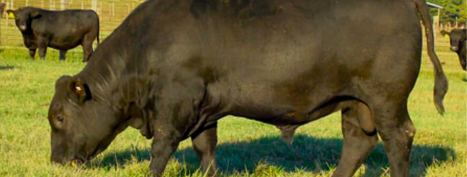Large black bull in field