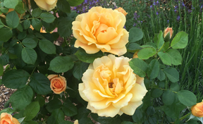 Roses in the learning garden