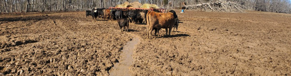 Cows in muddy field