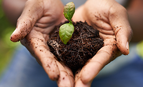 hands holding a seedling