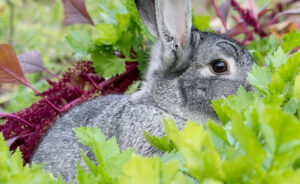Rabbit in garden