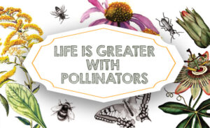 Life is greater with pollinators