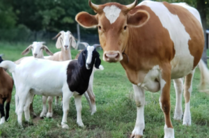 cow-goat