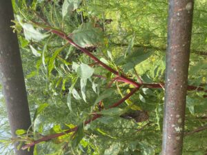 Cover photo for Pokeweed- Weed ID Wednesday