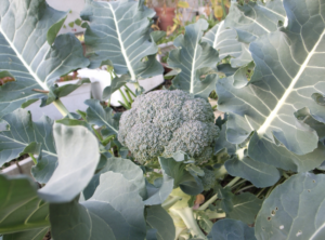 Broccoli plant growing in a field
