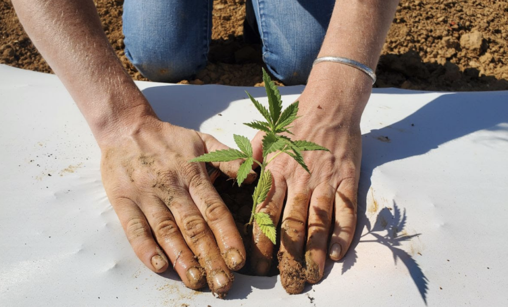 Person planting a hemp plant.