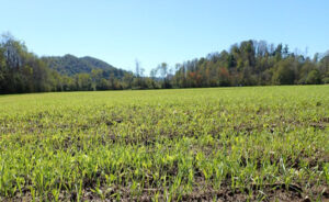 Field with newly planted cover crop.