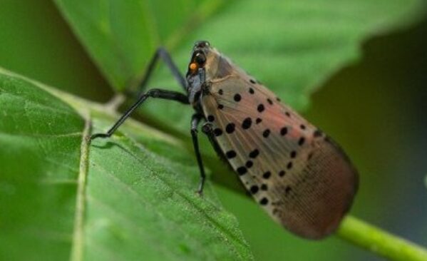 Adult Spotted Lanternfly insect