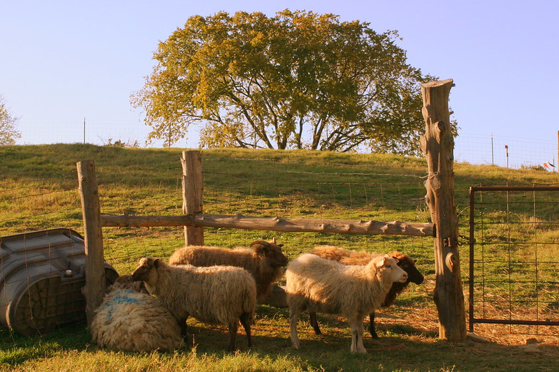 Sheep in rolling pasture with tree in background.