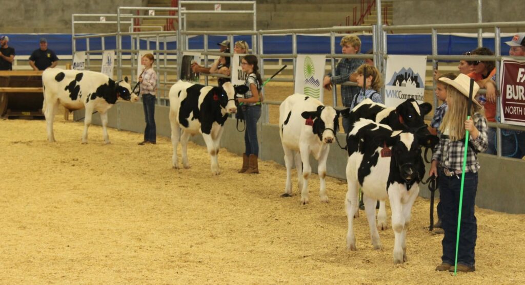 Dairy Steer Show