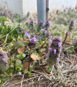 Cover photo for Pasture Weeds - Henbit vs Purple Deadnettle