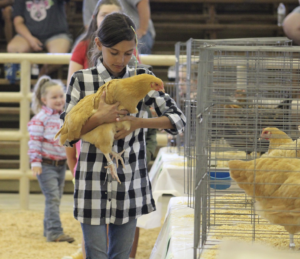 Cover photo for Henderson County Youth Livestock Summer Wrap Up
