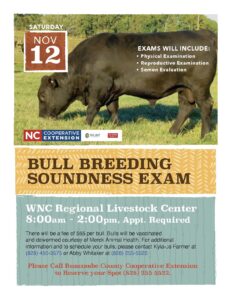 Cover photo for Bull Soundness Exam Day 2022