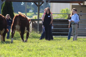 4-H livestock judging in field