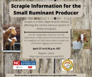 Cover photo for Scrapie Informational Webinar for Small Ruminant Producers