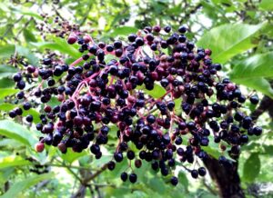 Cover photo for Making Safe Elderberry Syrup, Jam and Jelly