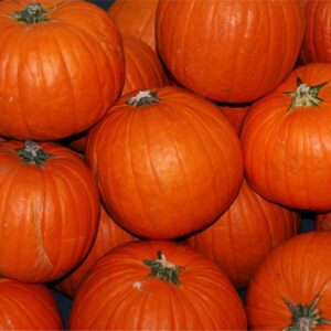 Cover photo for Preserving Pumpkin and Other Winter Squashes